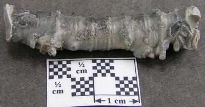 Millericrinus horridus