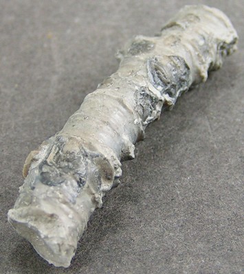 Millericrinus horridus