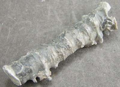 Millericrinus horridus
