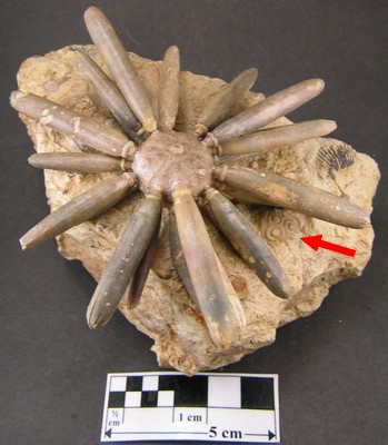 Asterocidaris bistriata