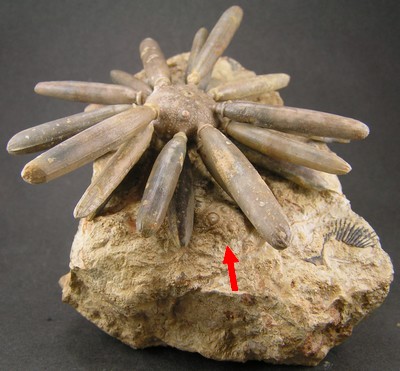 Asterocidaris bistriata