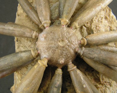 Asterocidaris bistriata