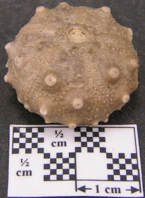 Asterocidaris bistriata
