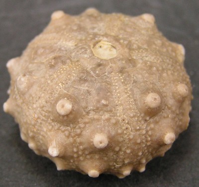 Asterocidaris bistriata