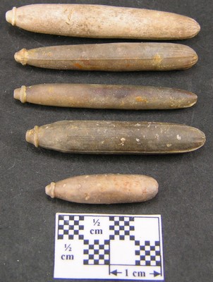 Asterocidaris bistriata
