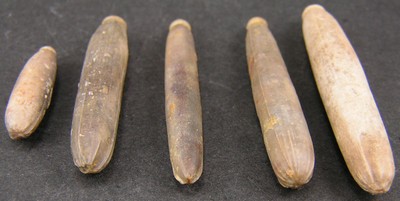 Asterocidaris bistriata