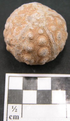 Cidaris orbignyana