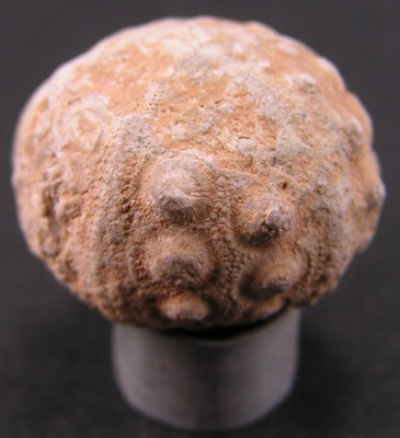 Cidaris orbignyana