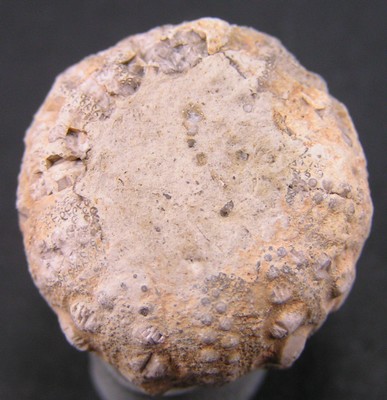 Cidaris orbignyana