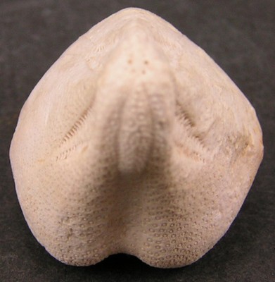 Claviaster cornutus