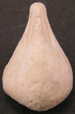 Claviaster cornutus