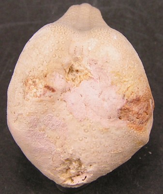 Claviaster cornutus