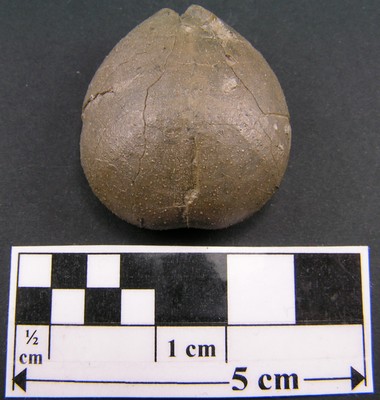Collyrites bicordata
