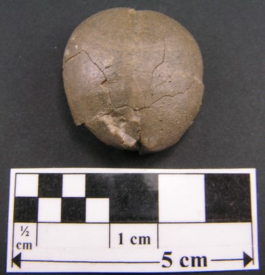 Collyrites bicordata