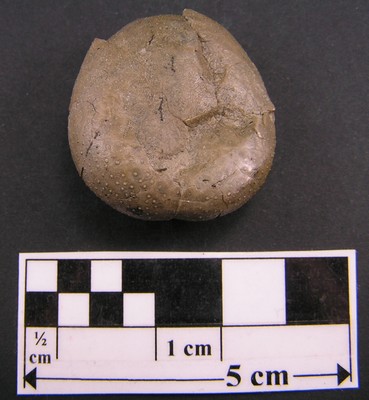 Collyrites bicordata