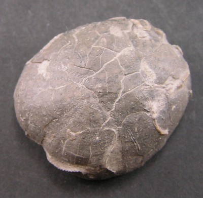 Collyrites bicordata