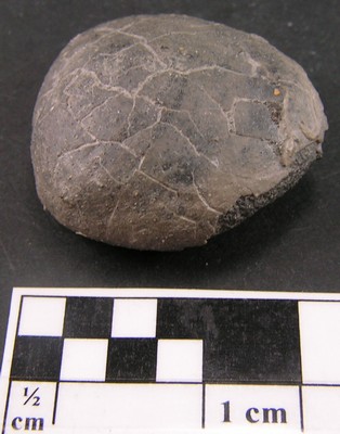 Collyrites bicordata