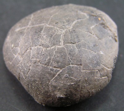 Collyrites bicordata