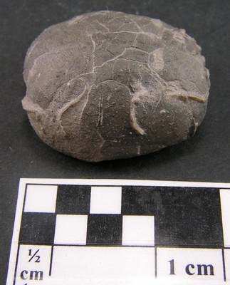 Collyrites bicordata