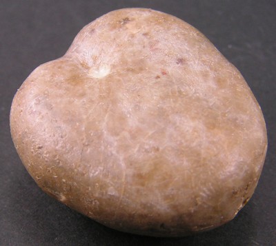 Collyrites bicordata