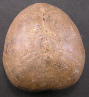 Collyrites bicordata