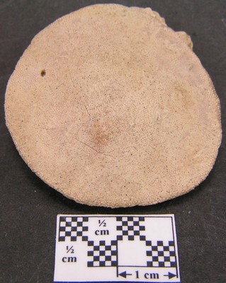 Dendraster ashleyi