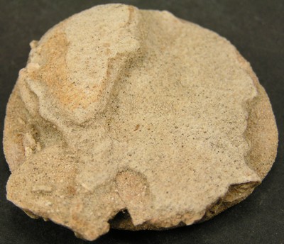 Dendraster ashleyi