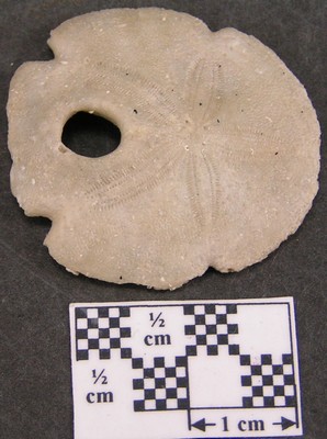 Encope macrophora