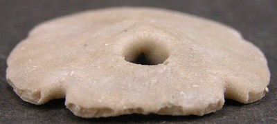 Encope macrophora