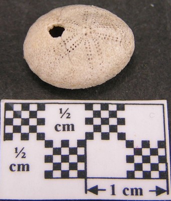 Fibularia ovulum