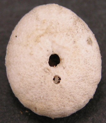 Fibularia ovulum
