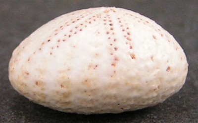 Fibularia ovulum