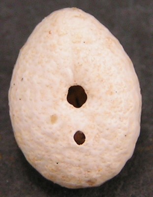 Fibularia ovulum