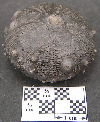 Gymnocidaris atchanensis