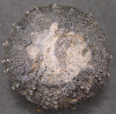 Gymnocidaris atchanensis