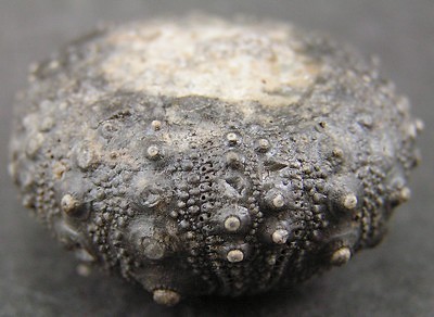 Gymnocidaris atchanensis