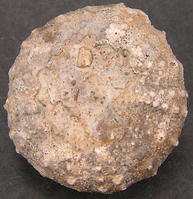 Gymnocidaris atchanensis