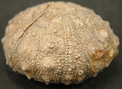 Gymnocidaris atchanensis