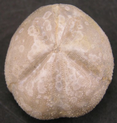 Hemiaster fourneli