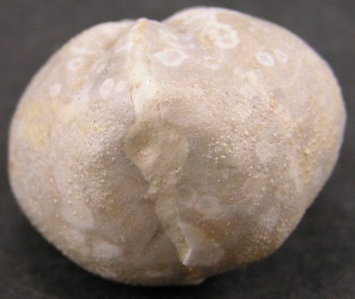 Hemiaster fourneli