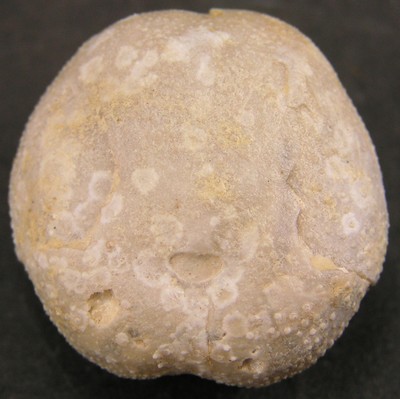 Hemiaster fourneli