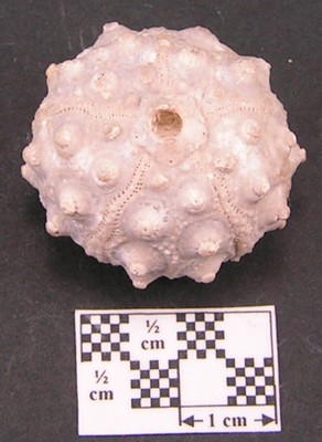 Hemicidaris crenularis