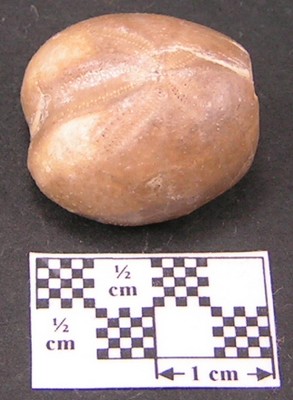 Heteraster texanus