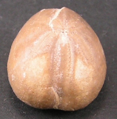 Heteraster texanus