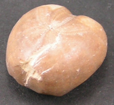 Heteraster texanus