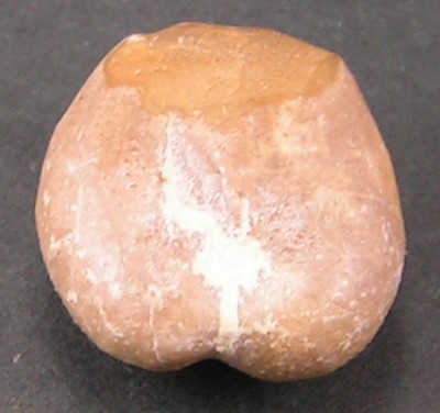 Heteraster texanus
