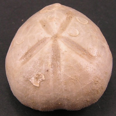 Holaster nodulosus
