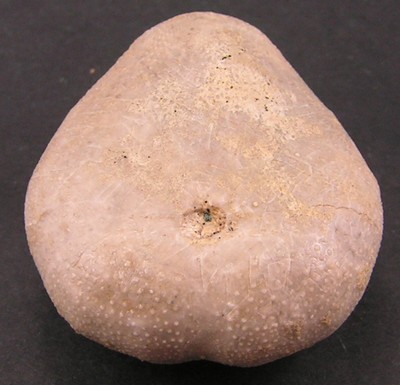 Holaster nodulosus