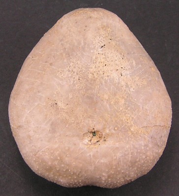Holaster nodulosus