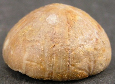 Holectypus depressus
